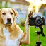 Dog with camera