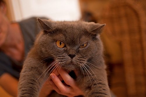 [عکس: unhappy-cat.jpg]