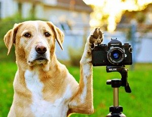 Dog with camera