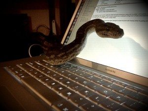 cyber-vipers steal passwords